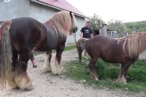 horse cumshoy|Best horse cumshots .